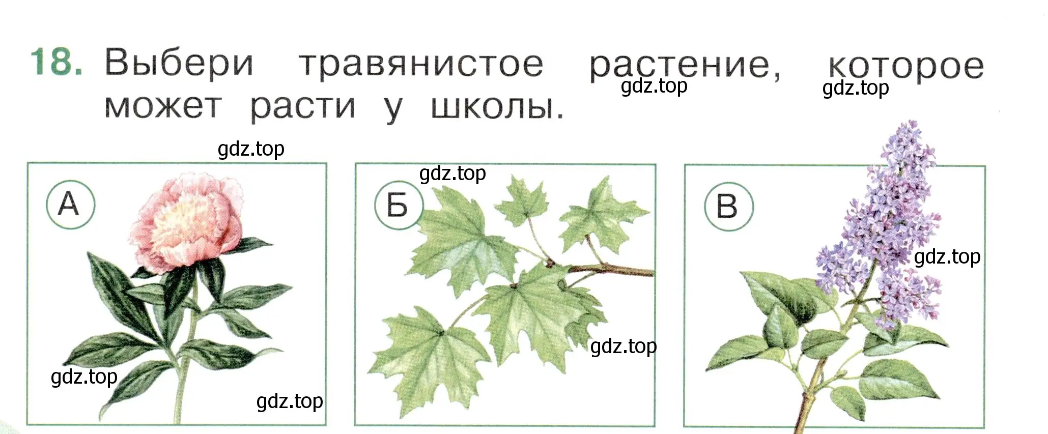 Условие номер 18 (страница 18) гдз по окружающему миру 1 класс Плешаков, Новицкая, тесты