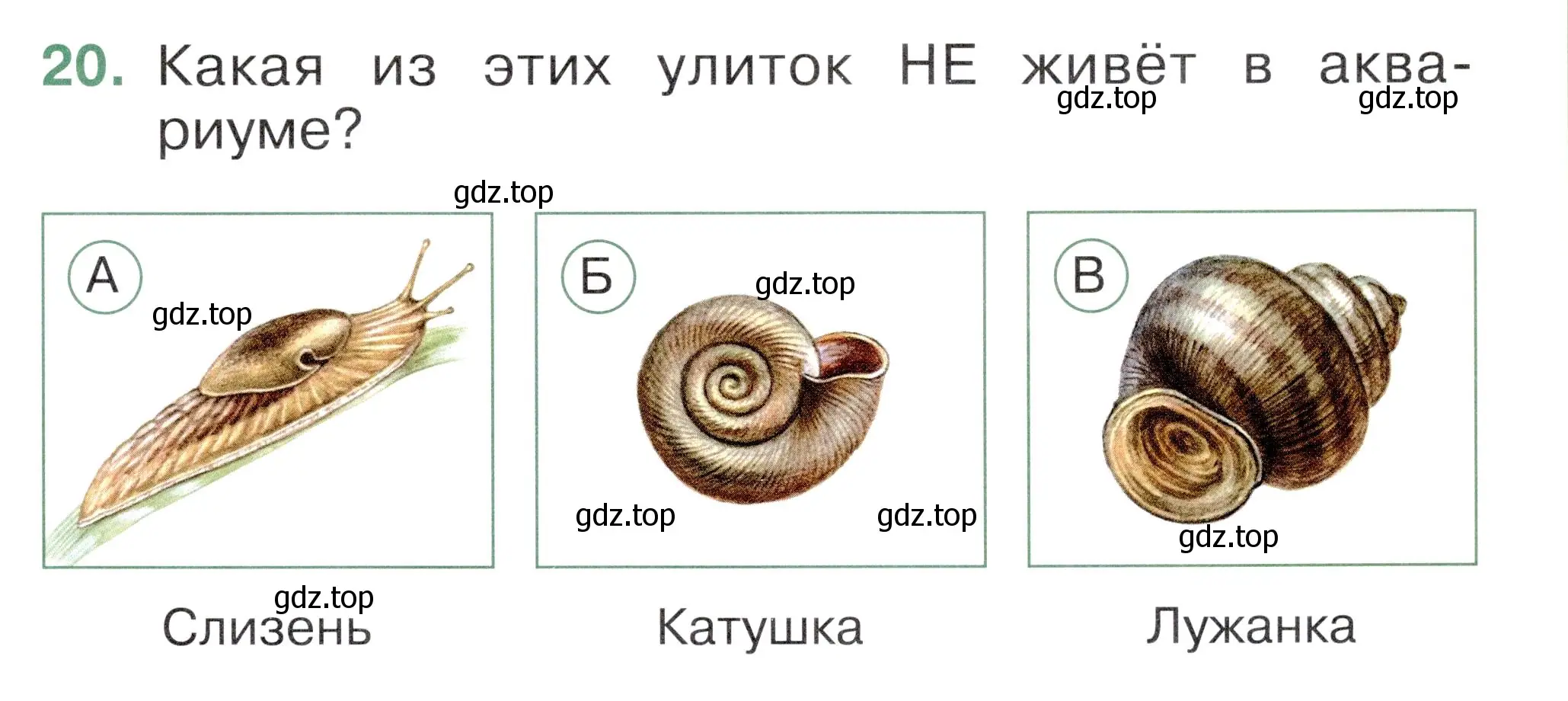 Условие номер 20 (страница 19) гдз по окружающему миру 1 класс Плешаков, Новицкая, тесты