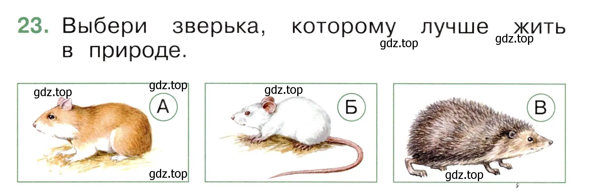 Условие номер 23 (страница 20) гдз по окружающему миру 1 класс Плешаков, Новицкая, тесты