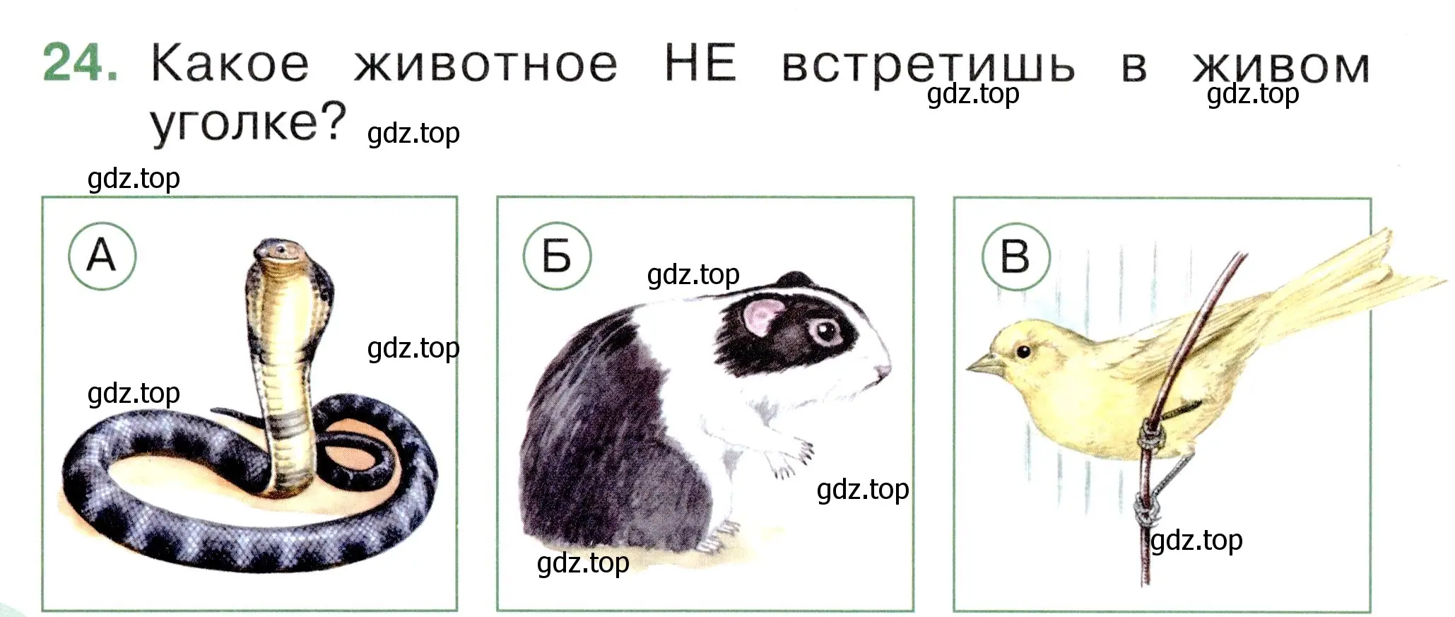 Условие номер 24 (страница 20) гдз по окружающему миру 1 класс Плешаков, Новицкая, тесты