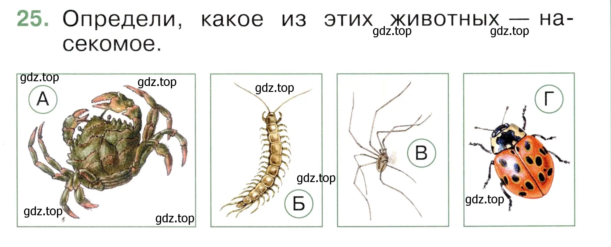 Условие номер 25 (страница 21) гдз по окружающему миру 1 класс Плешаков, Новицкая, тесты