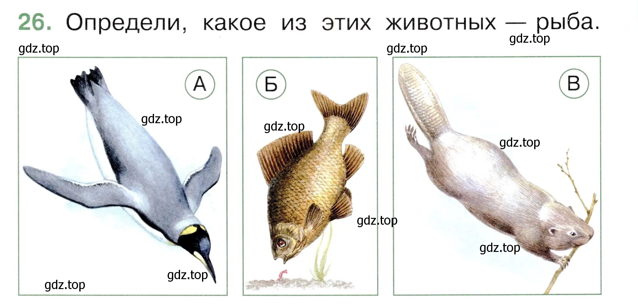 Условие номер 26 (страница 21) гдз по окружающему миру 1 класс Плешаков, Новицкая, тесты