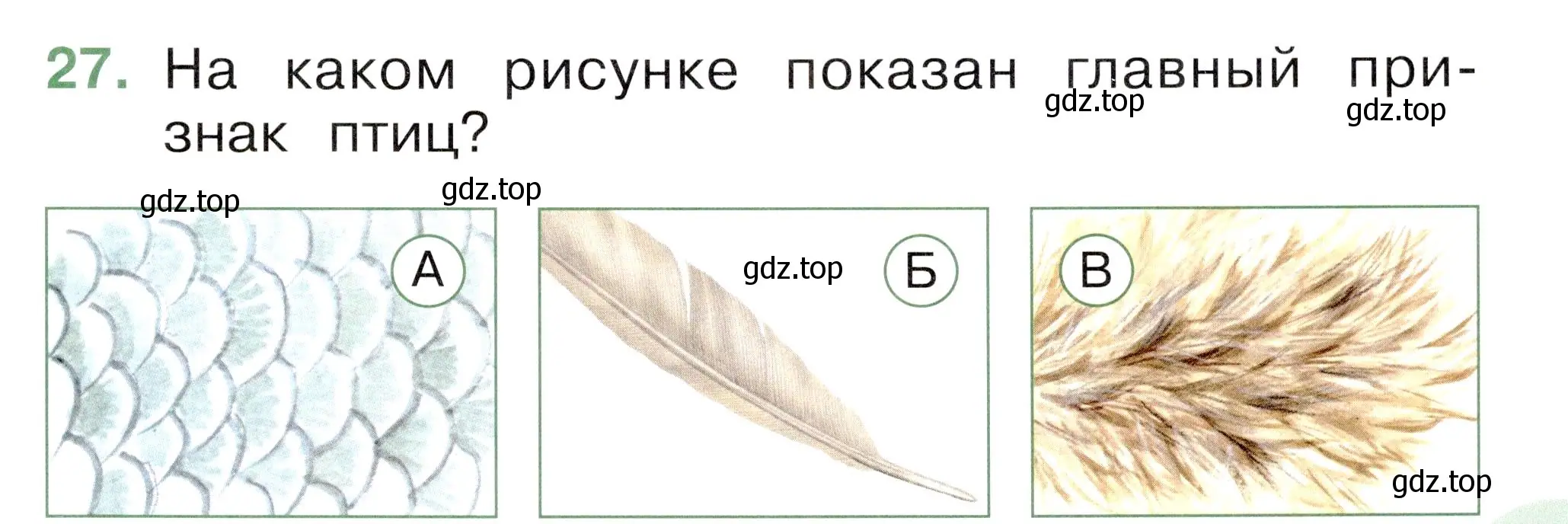 Условие номер 27 (страница 21) гдз по окружающему миру 1 класс Плешаков, Новицкая, тесты