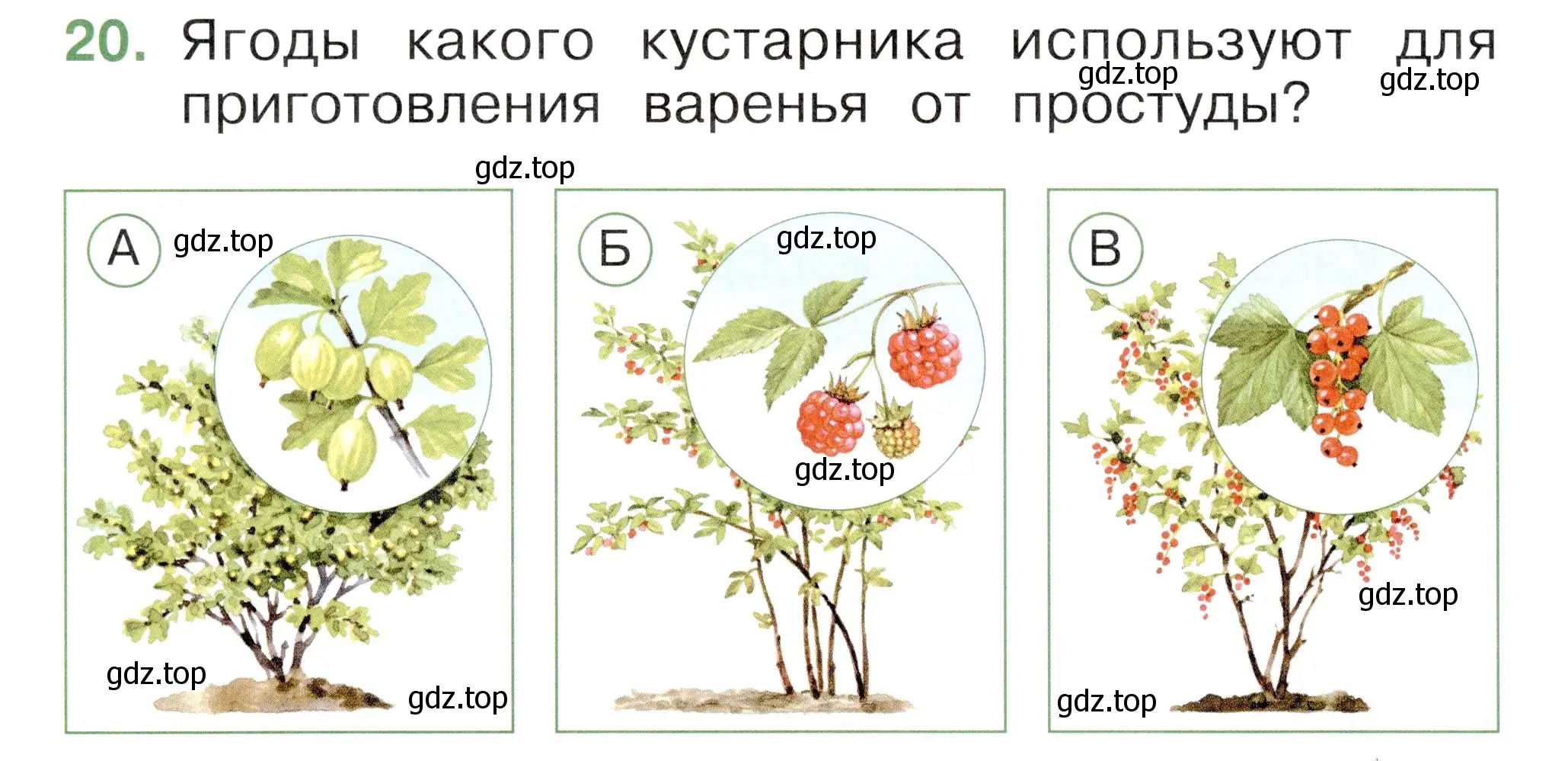 Условие номер 20 (страница 32) гдз по окружающему миру 1 класс Плешаков, Новицкая, тесты