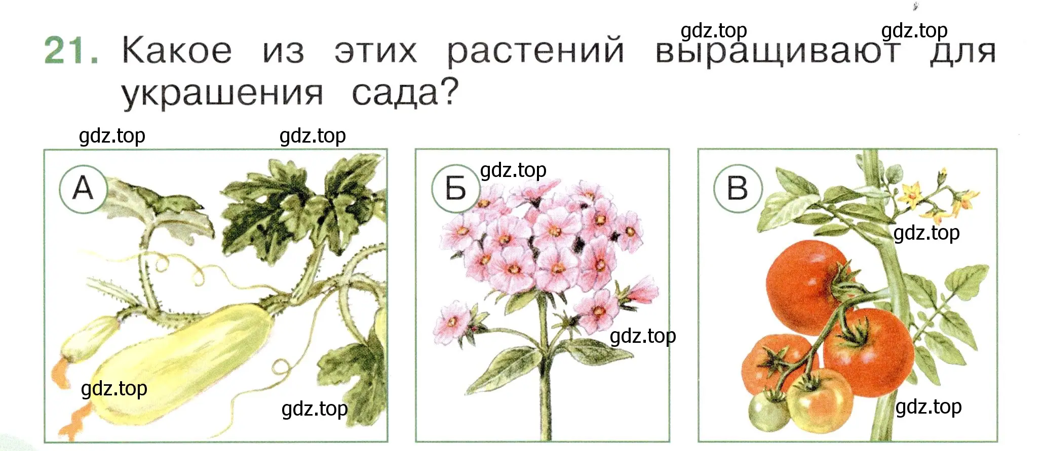 Условие номер 21 (страница 32) гдз по окружающему миру 1 класс Плешаков, Новицкая, тесты