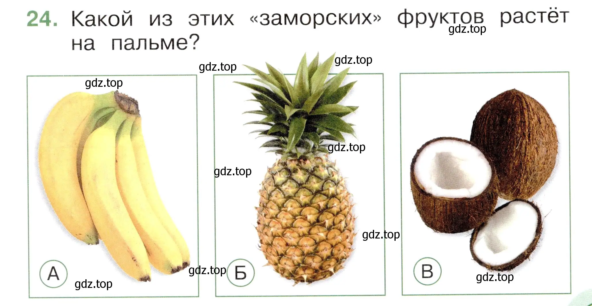 Условие номер 24 (страница 33) гдз по окружающему миру 1 класс Плешаков, Новицкая, тесты