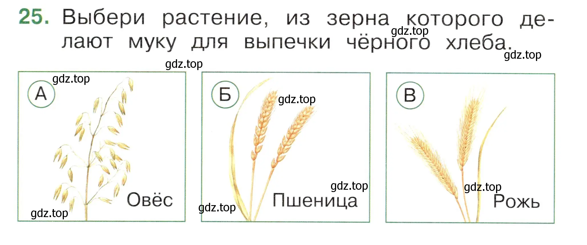 Условие номер 25 (страница 34) гдз по окружающему миру 1 класс Плешаков, Новицкая, тесты