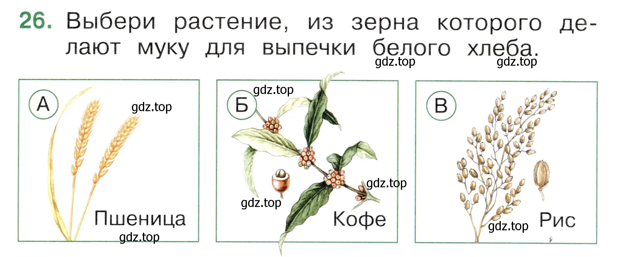 Условие номер 26 (страница 34) гдз по окружающему миру 1 класс Плешаков, Новицкая, тесты