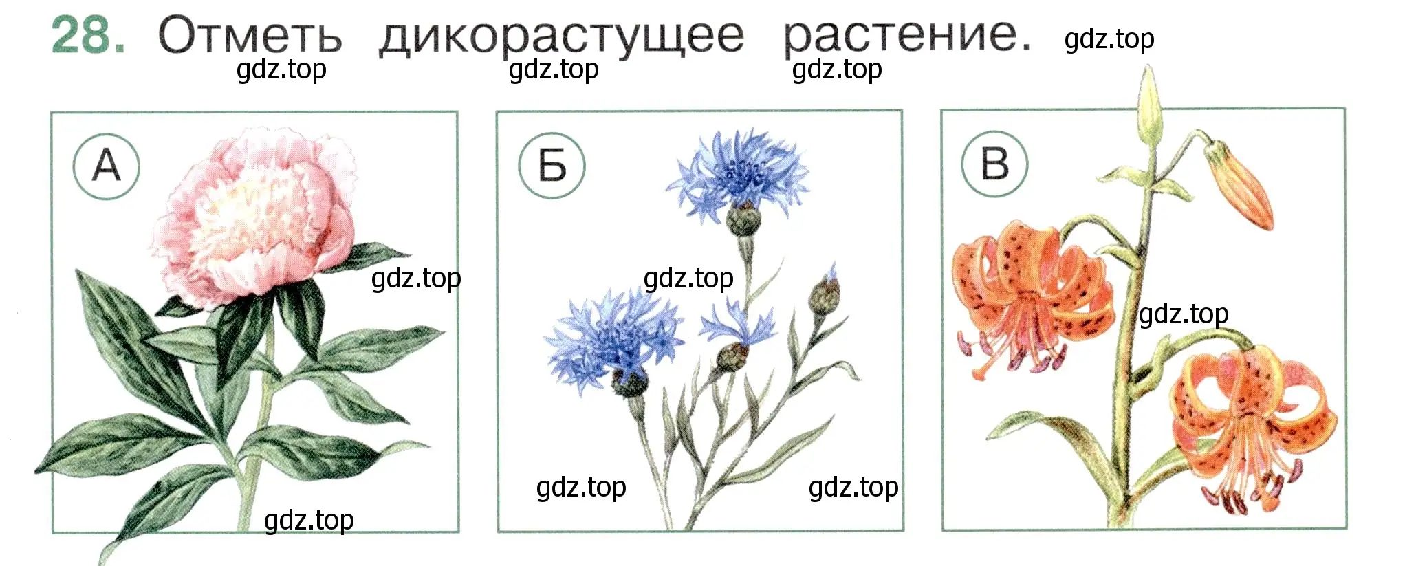 Условие номер 28 (страница 35) гдз по окружающему миру 1 класс Плешаков, Новицкая, тесты