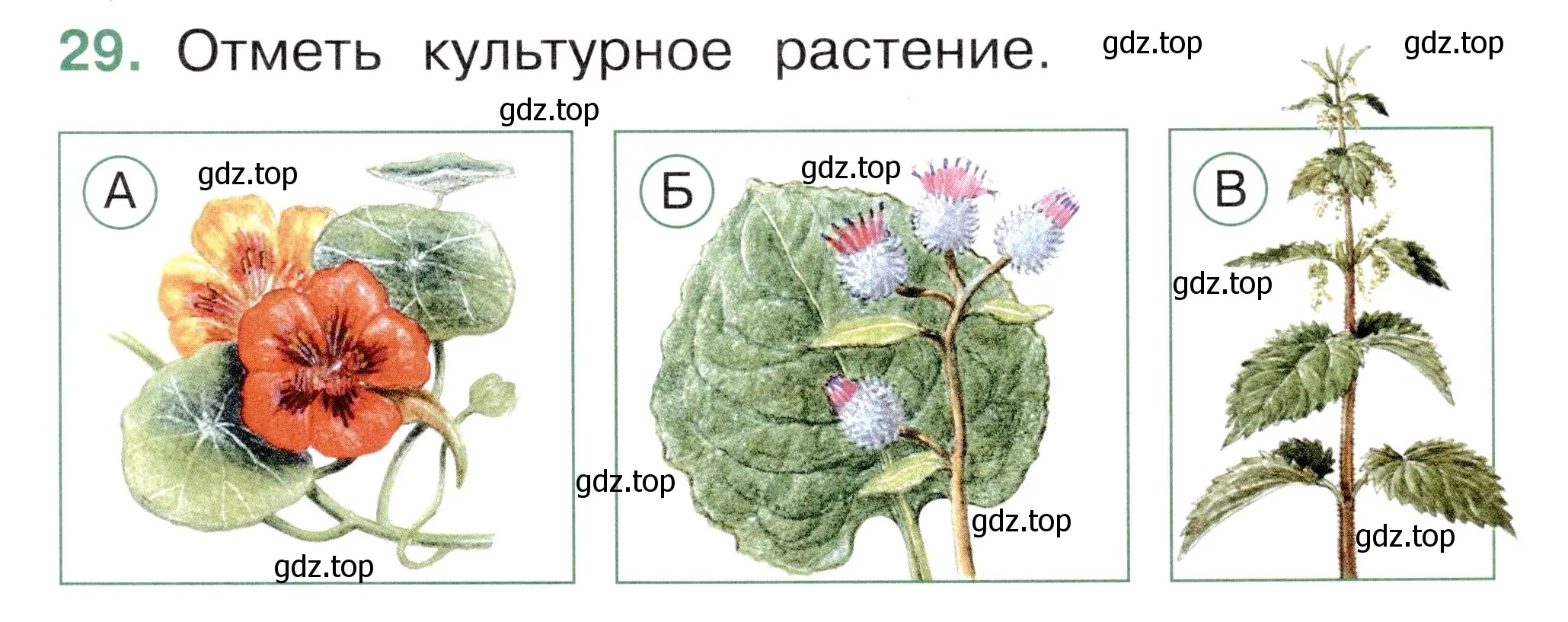 Условие номер 29 (страница 35) гдз по окружающему миру 1 класс Плешаков, Новицкая, тесты