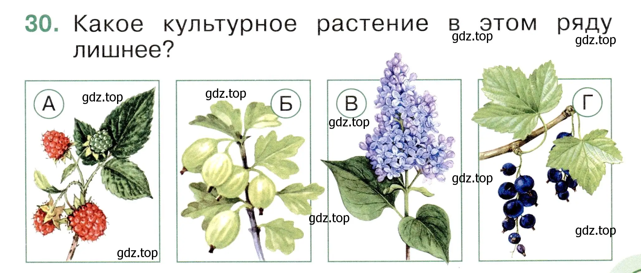 Условие номер 30 (страница 35) гдз по окружающему миру 1 класс Плешаков, Новицкая, тесты