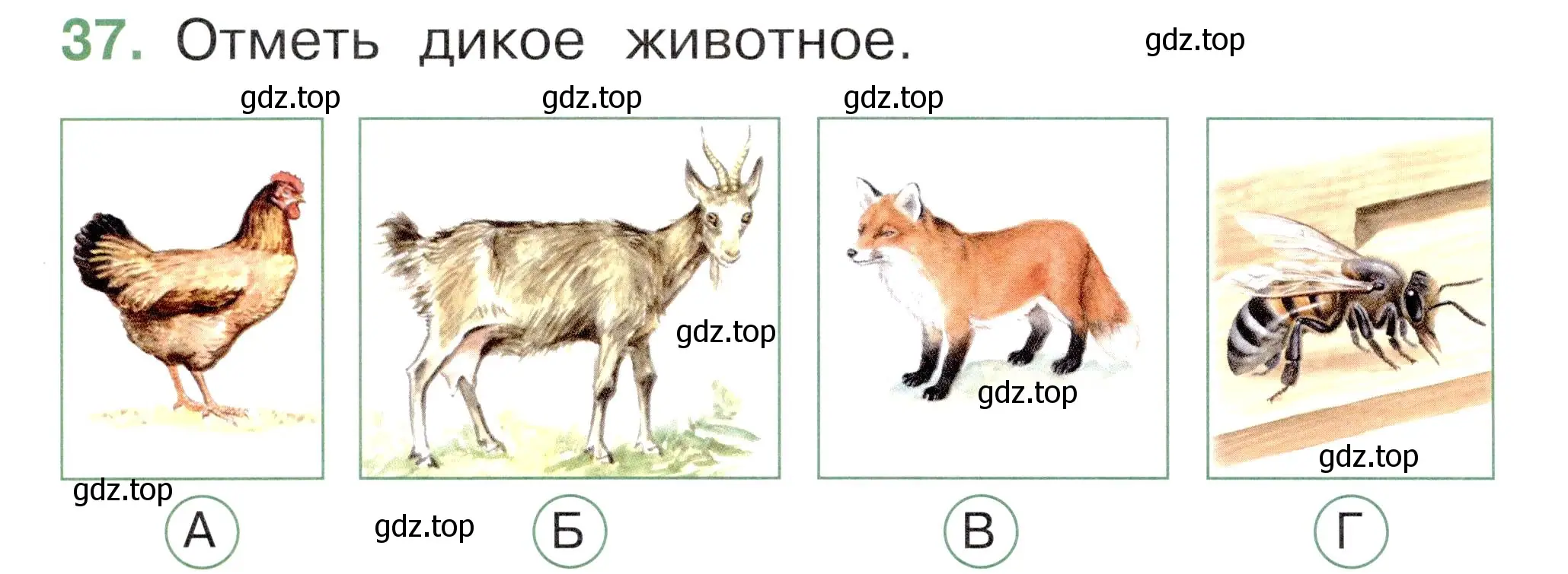 Условие номер 37 (страница 38) гдз по окружающему миру 1 класс Плешаков, Новицкая, тесты