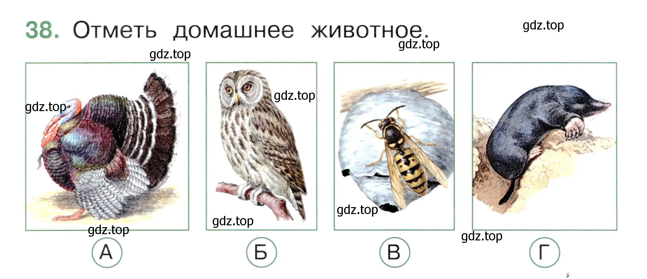 Условие номер 38 (страница 38) гдз по окружающему миру 1 класс Плешаков, Новицкая, тесты