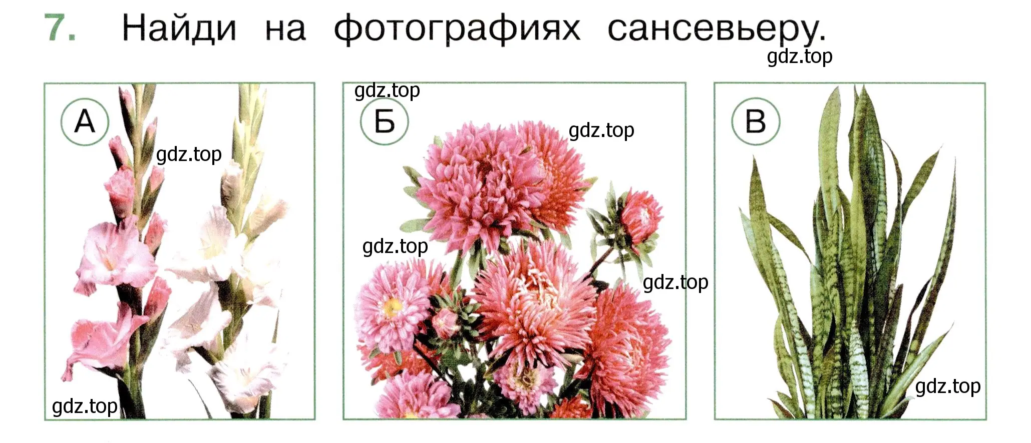 Условие номер 7 (страница 28) гдз по окружающему миру 1 класс Плешаков, Новицкая, тесты