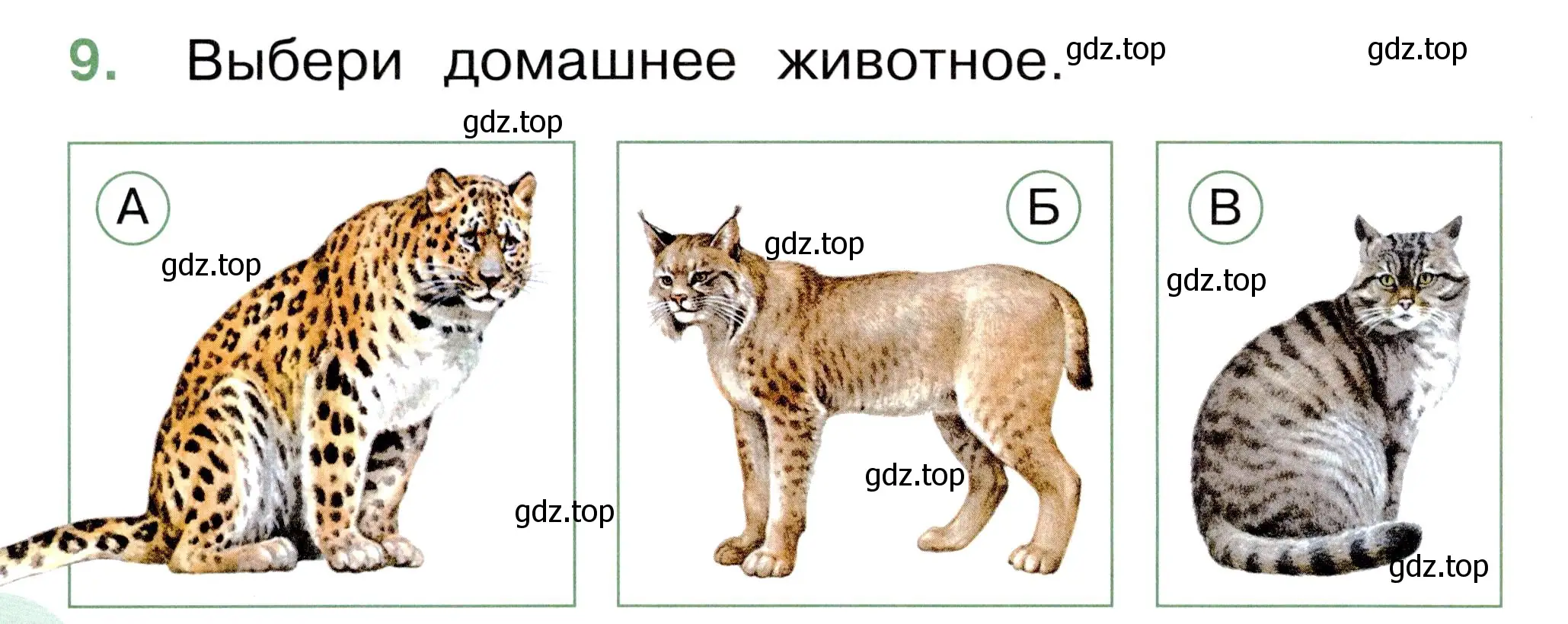 Условие номер 9 (страница 28) гдз по окружающему миру 1 класс Плешаков, Новицкая, тесты