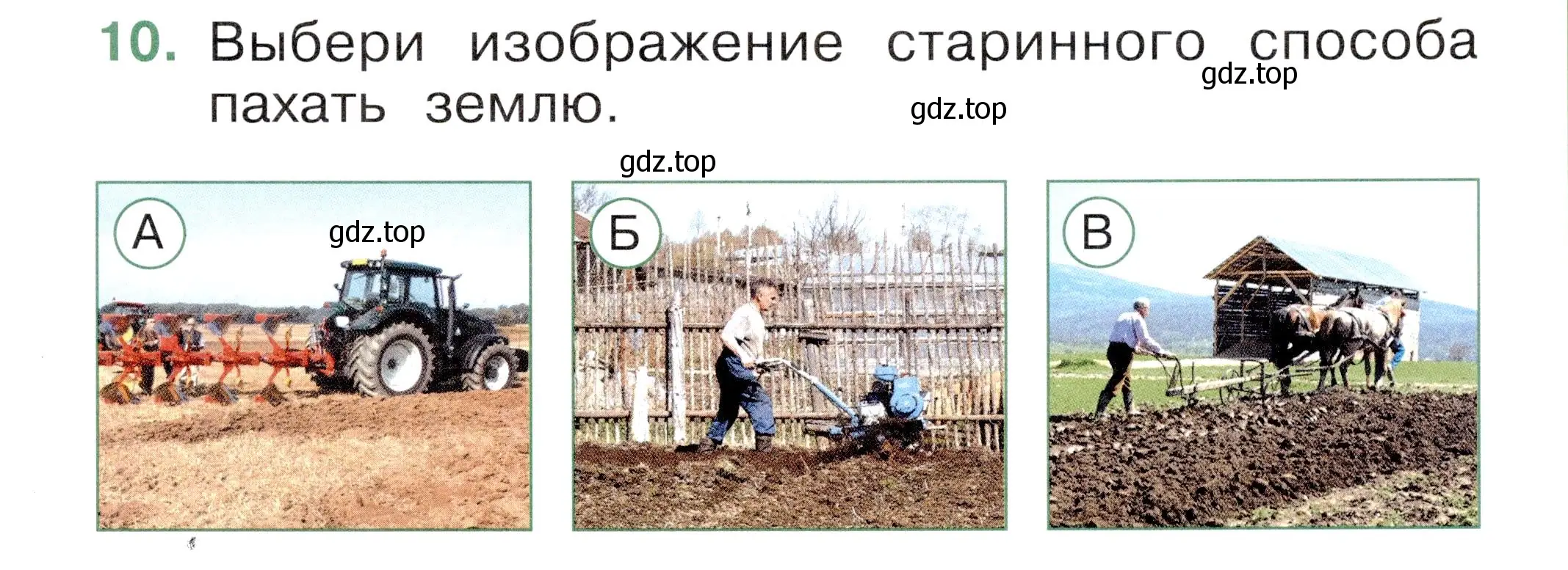 Условие номер 10 (страница 43) гдз по окружающему миру 1 класс Плешаков, Новицкая, тесты