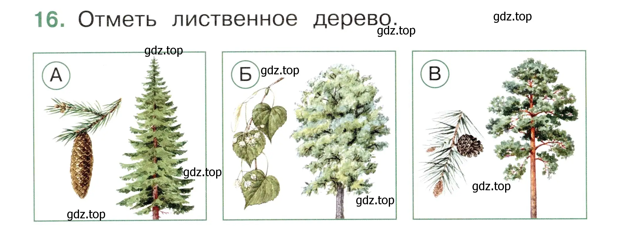 Условие номер 16 (страница 46) гдз по окружающему миру 1 класс Плешаков, Новицкая, тесты