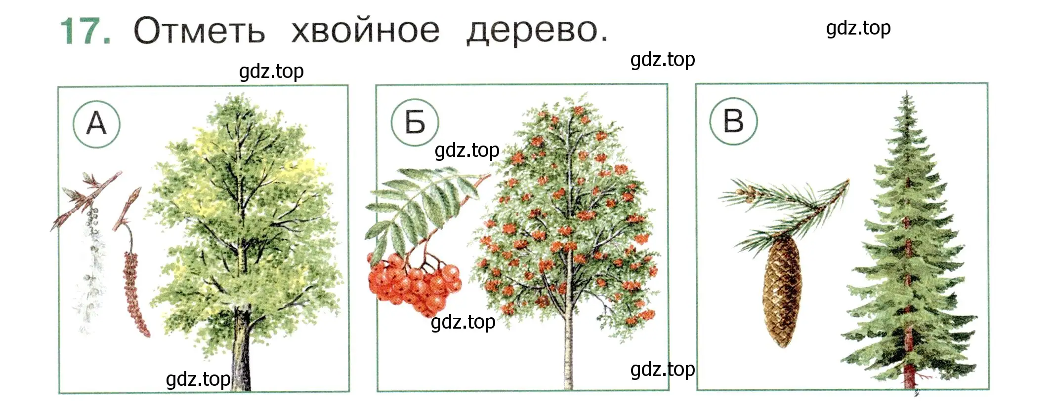 Условие номер 17 (страница 46) гдз по окружающему миру 1 класс Плешаков, Новицкая, тесты