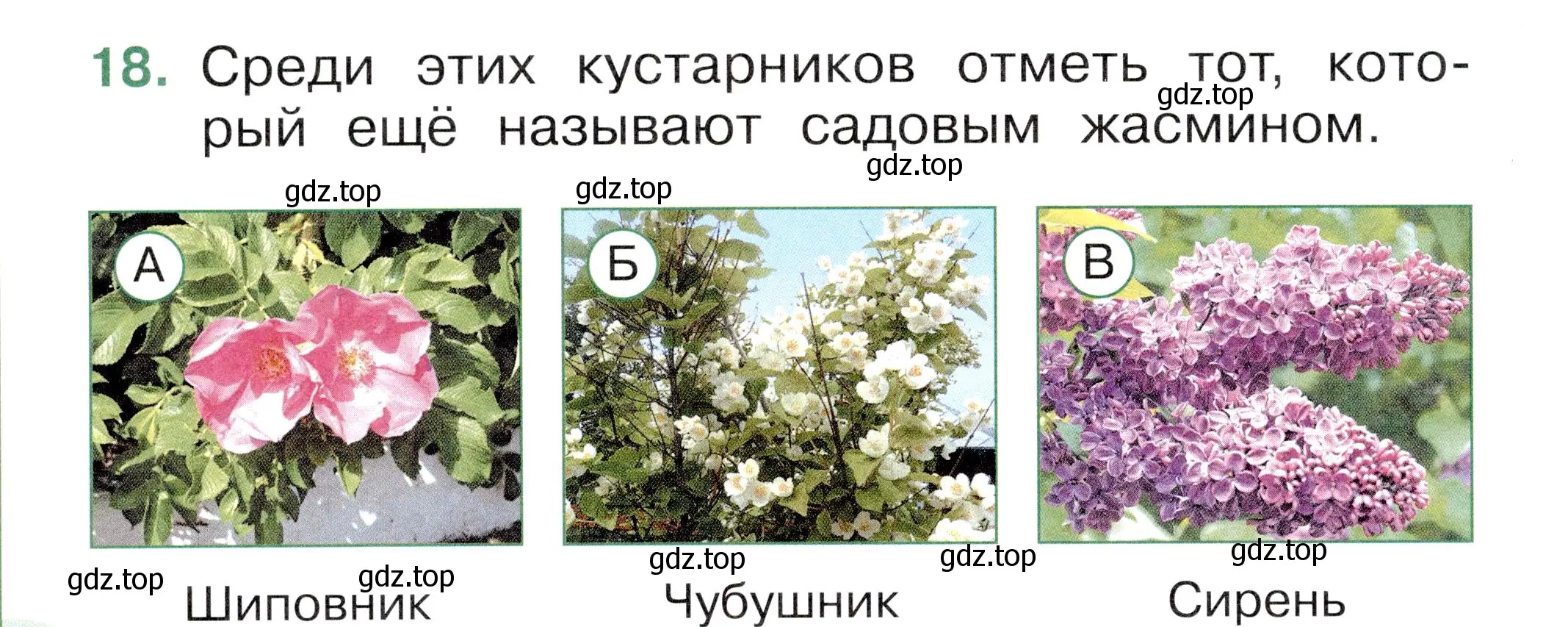 Условие номер 18 (страница 46) гдз по окружающему миру 1 класс Плешаков, Новицкая, тесты