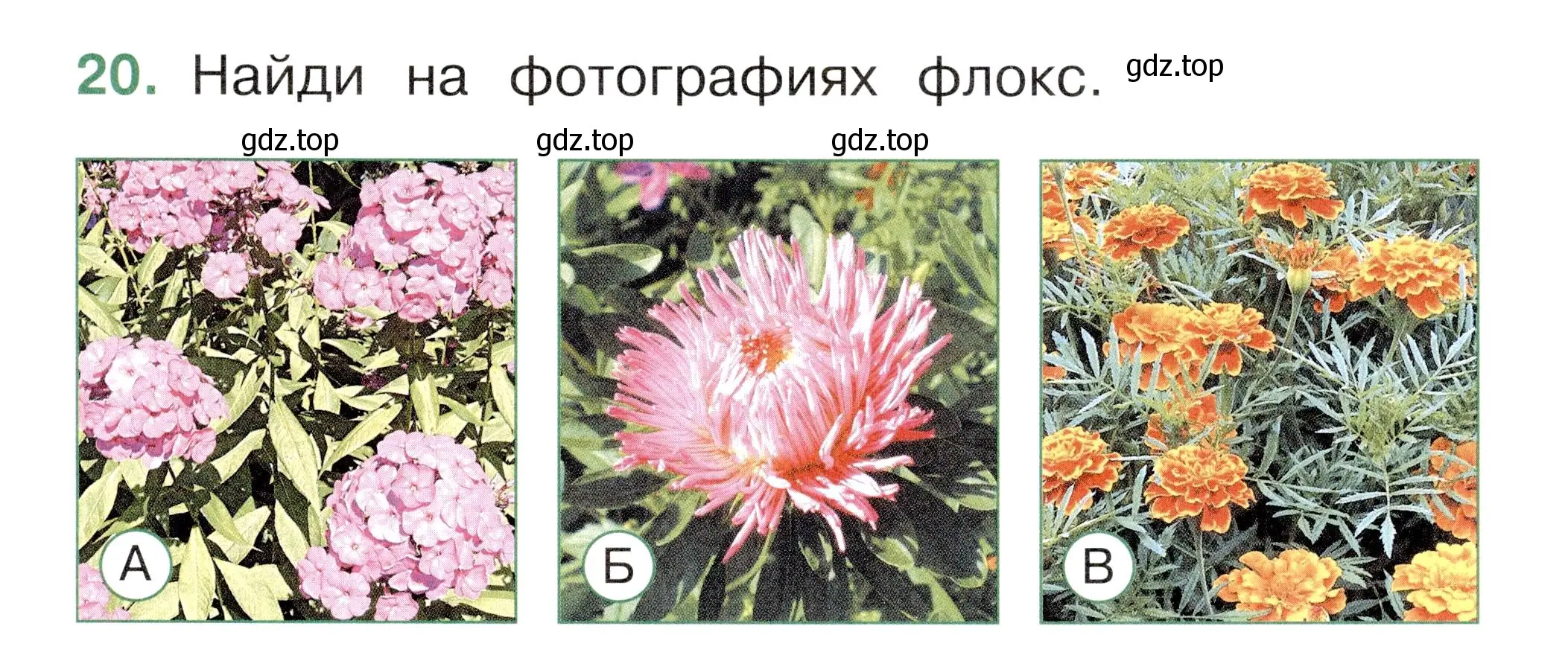 Условие номер 20 (страница 47) гдз по окружающему миру 1 класс Плешаков, Новицкая, тесты