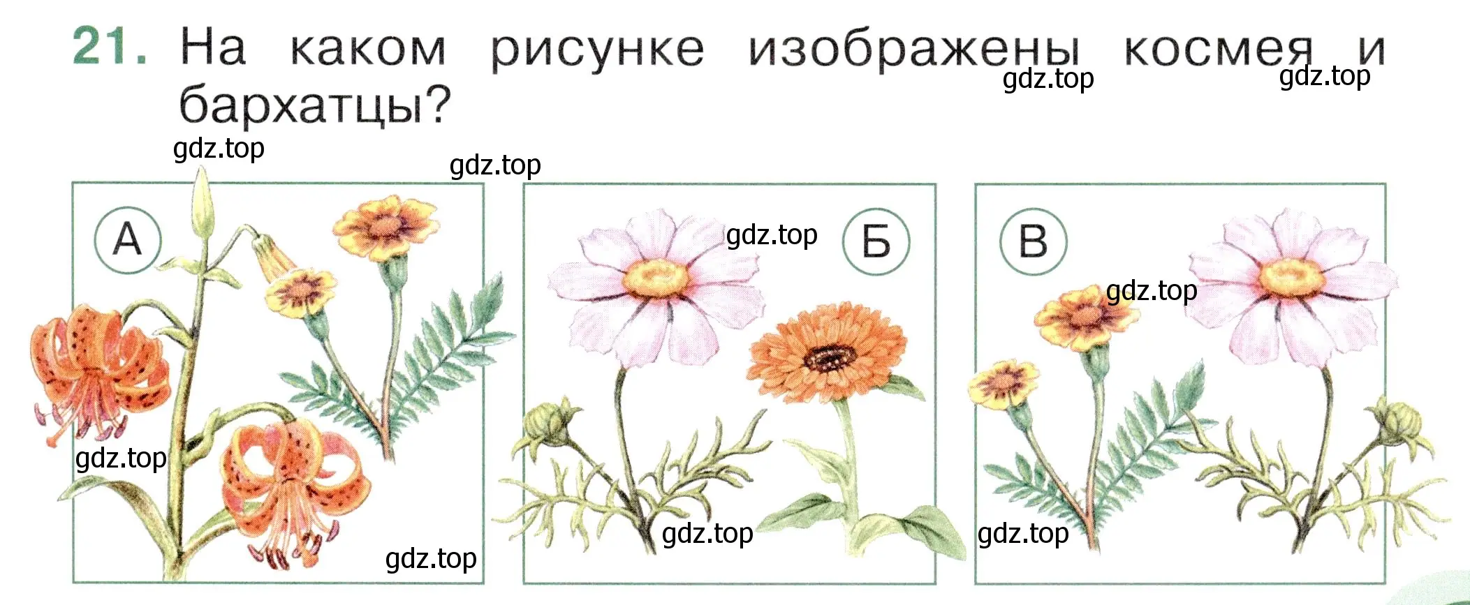 Условие номер 21 (страница 47) гдз по окружающему миру 1 класс Плешаков, Новицкая, тесты