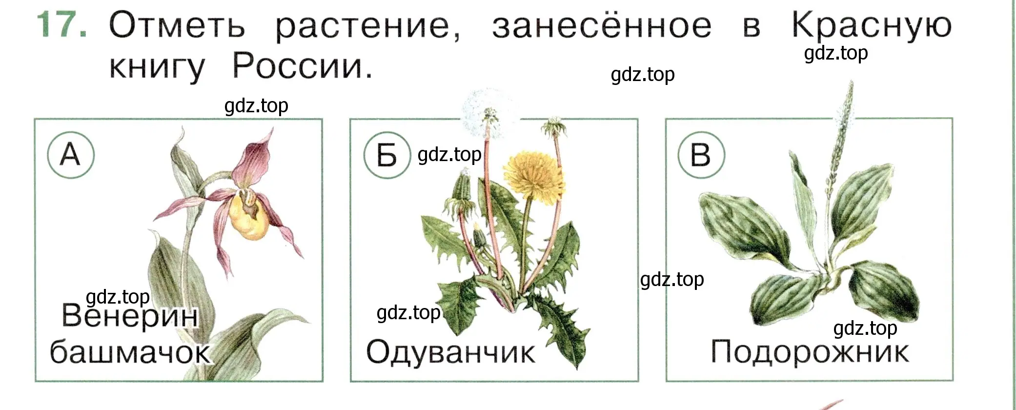 Условие номер 17 (страница 61) гдз по окружающему миру 1 класс Плешаков, Новицкая, тесты