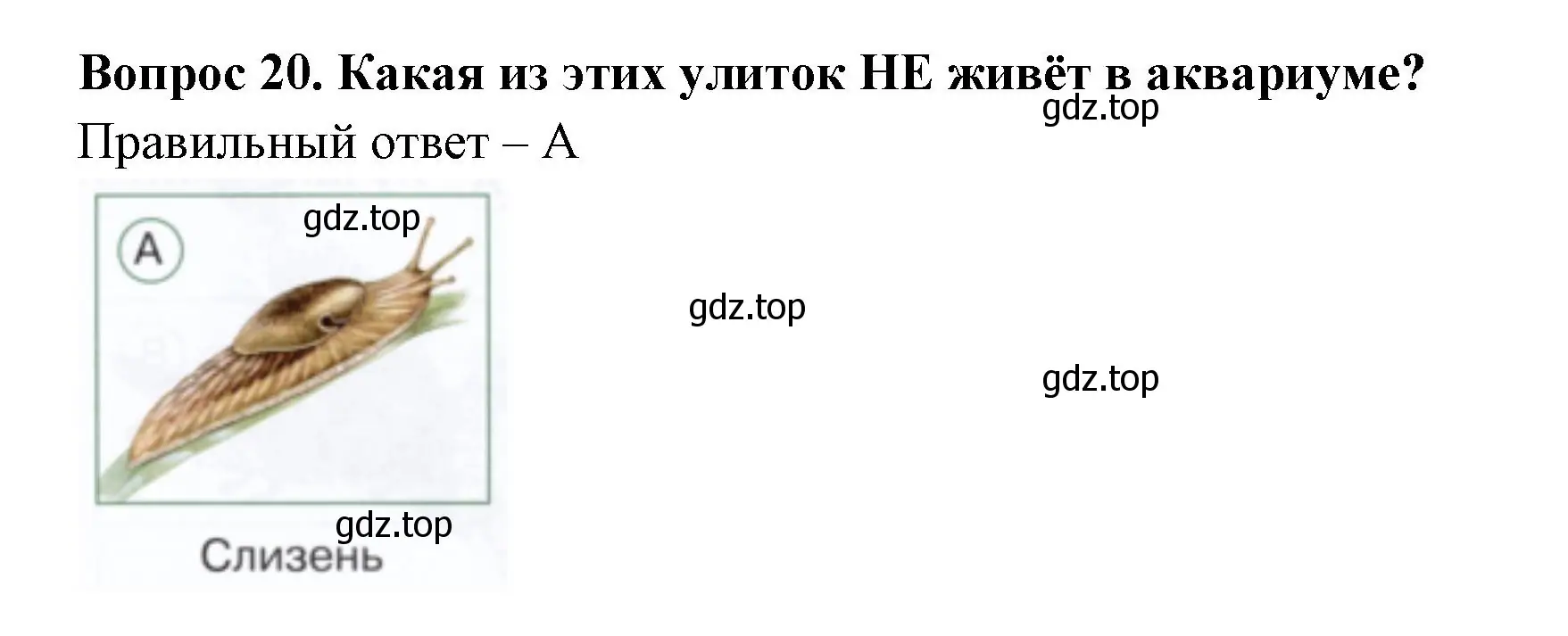 Решение номер 20 (страница 19) гдз по окружающему миру 1 класс Плешаков, Новицкая, тесты