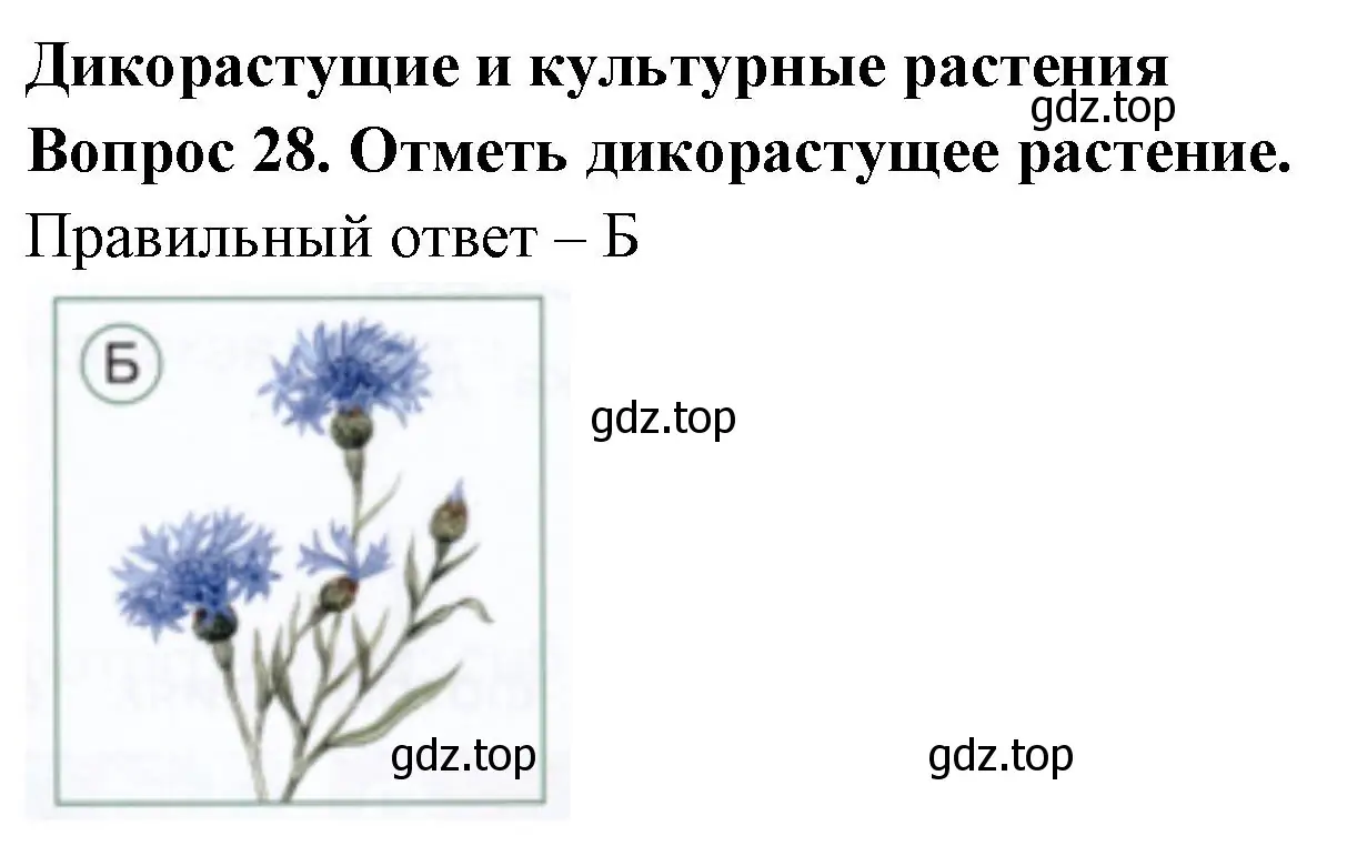 Решение номер 28 (страница 35) гдз по окружающему миру 1 класс Плешаков, Новицкая, тесты