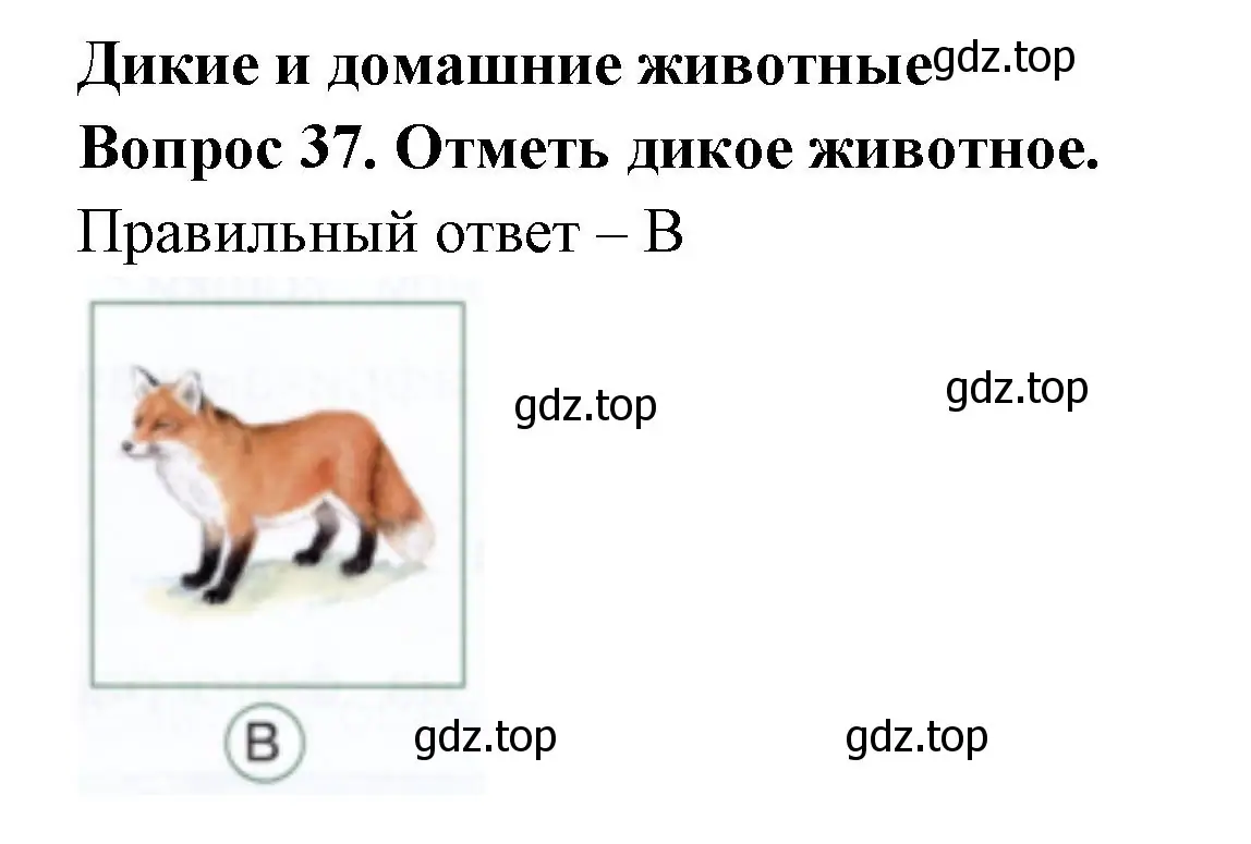 Решение номер 37 (страница 38) гдз по окружающему миру 1 класс Плешаков, Новицкая, тесты