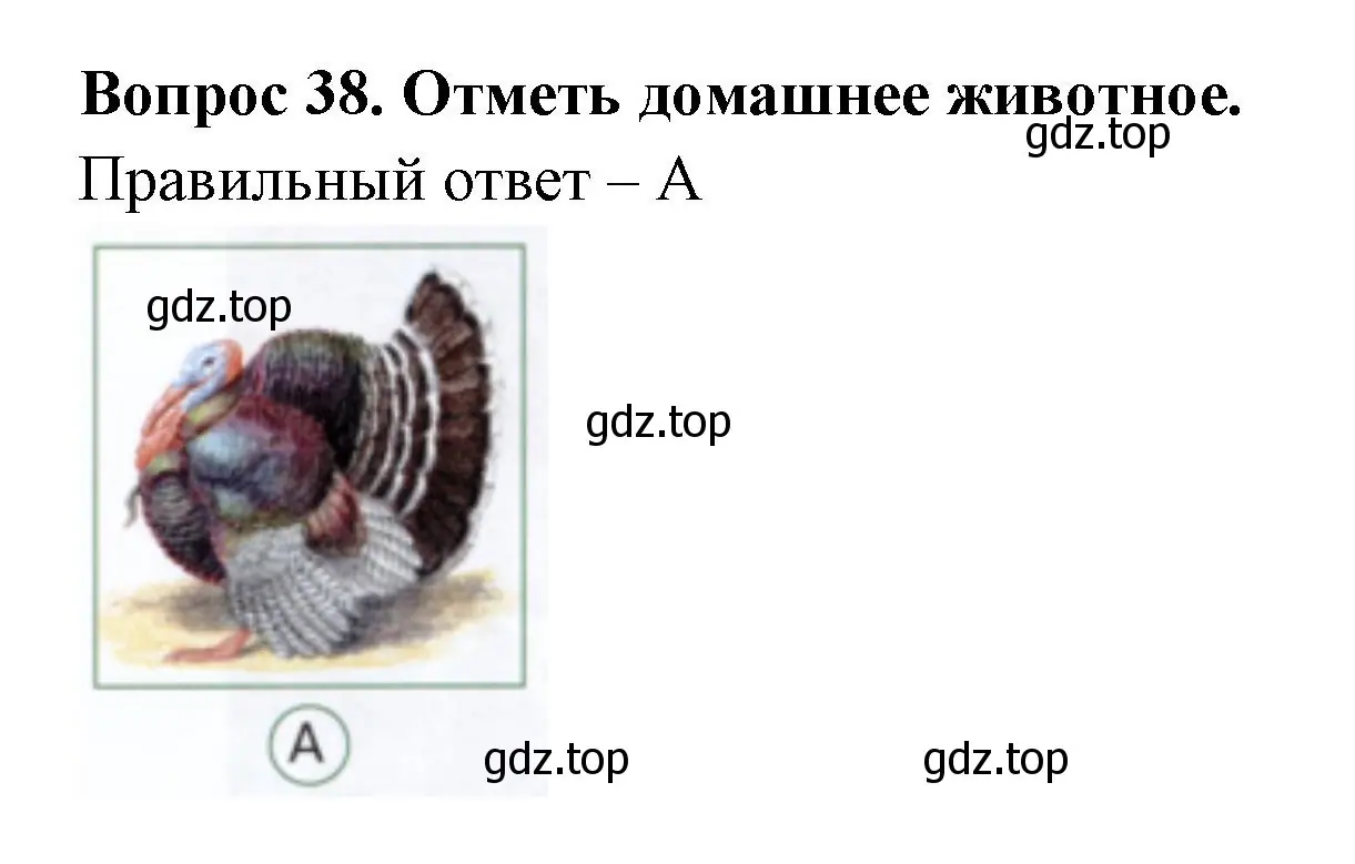 Решение номер 38 (страница 38) гдз по окружающему миру 1 класс Плешаков, Новицкая, тесты