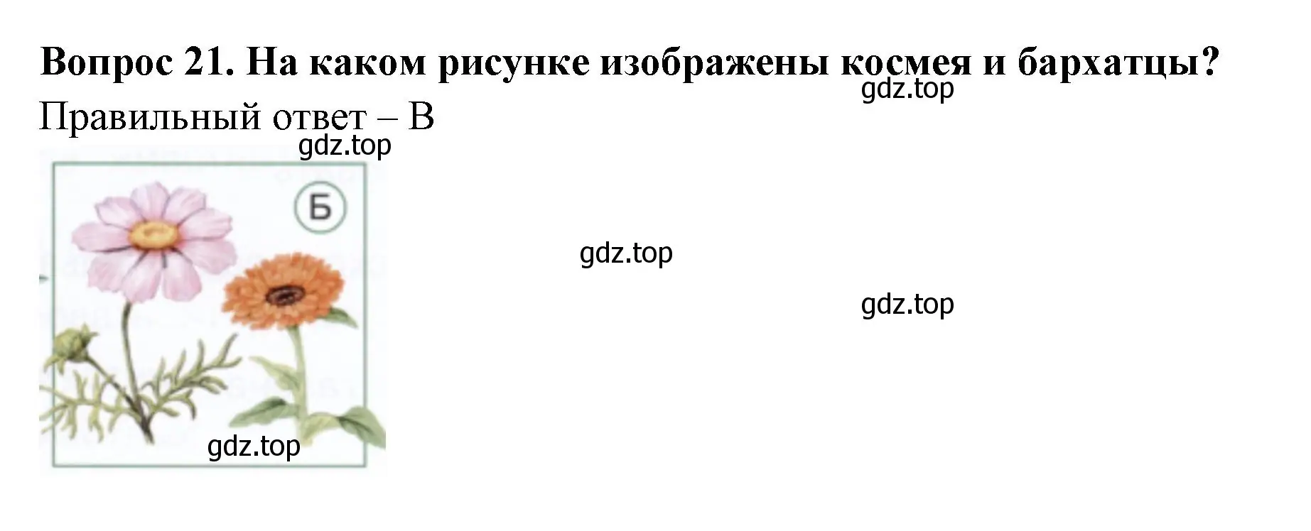 Решение номер 21 (страница 47) гдз по окружающему миру 1 класс Плешаков, Новицкая, тесты