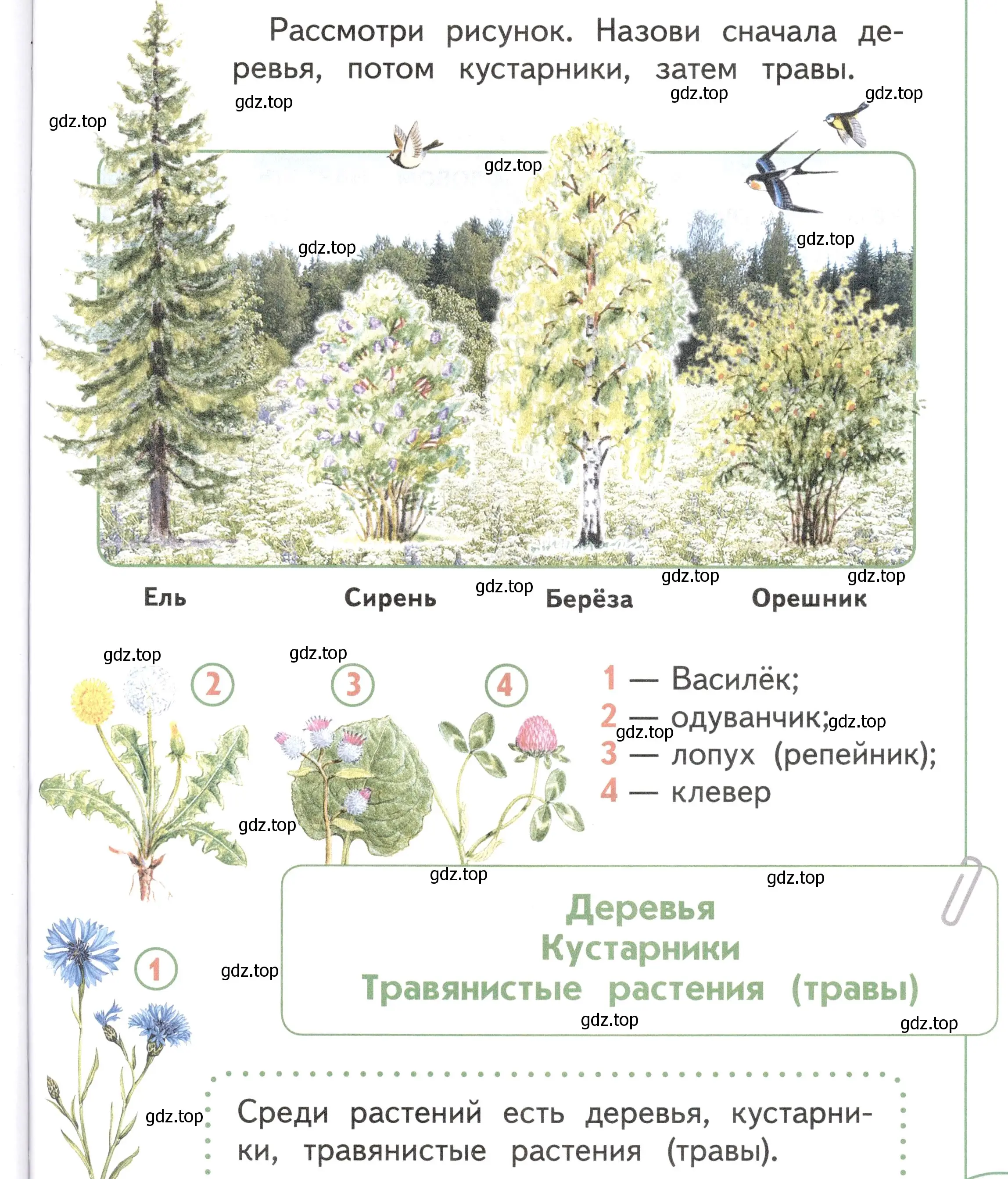 Условие Страница 43 гдз по окружающему миру 1 класс Плешаков, Новицкая, учебник 1 часть