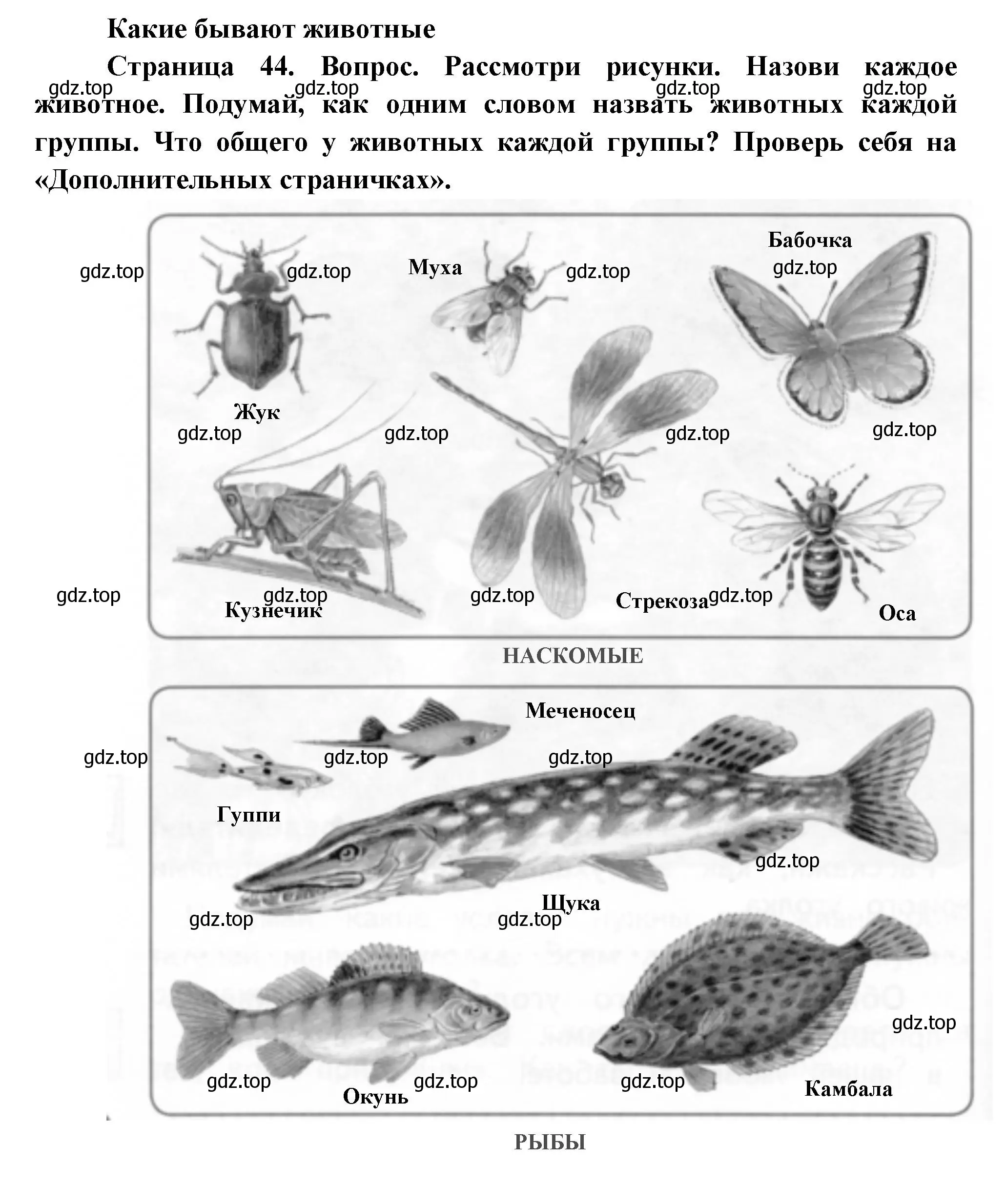 Решение Страница 44 гдз по окружающему миру 1 класс Плешаков, Новицкая, учебник 1 часть