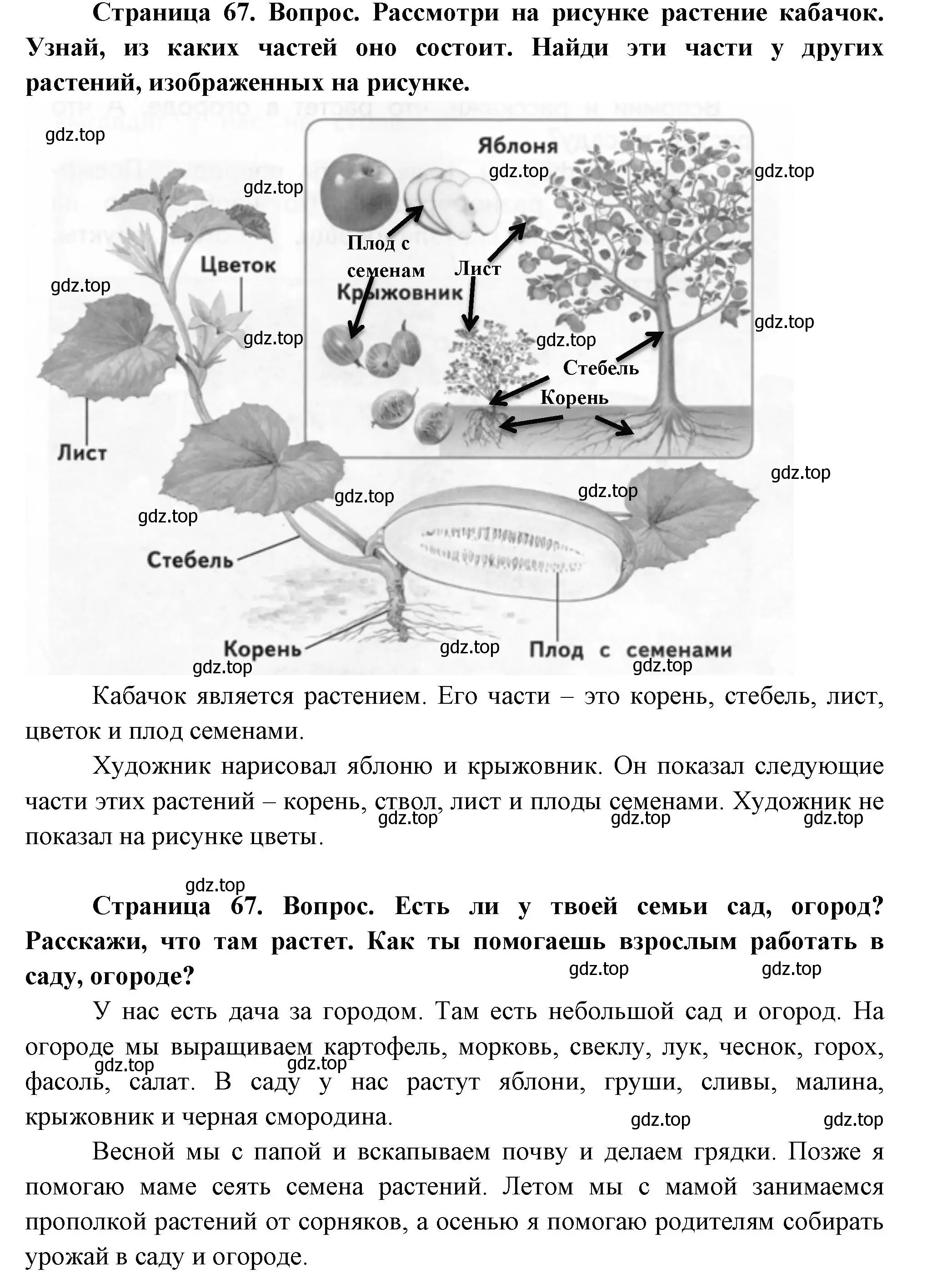 Решение Страница 67 гдз по окружающему миру 1 класс Плешаков, Новицкая, учебник 1 часть