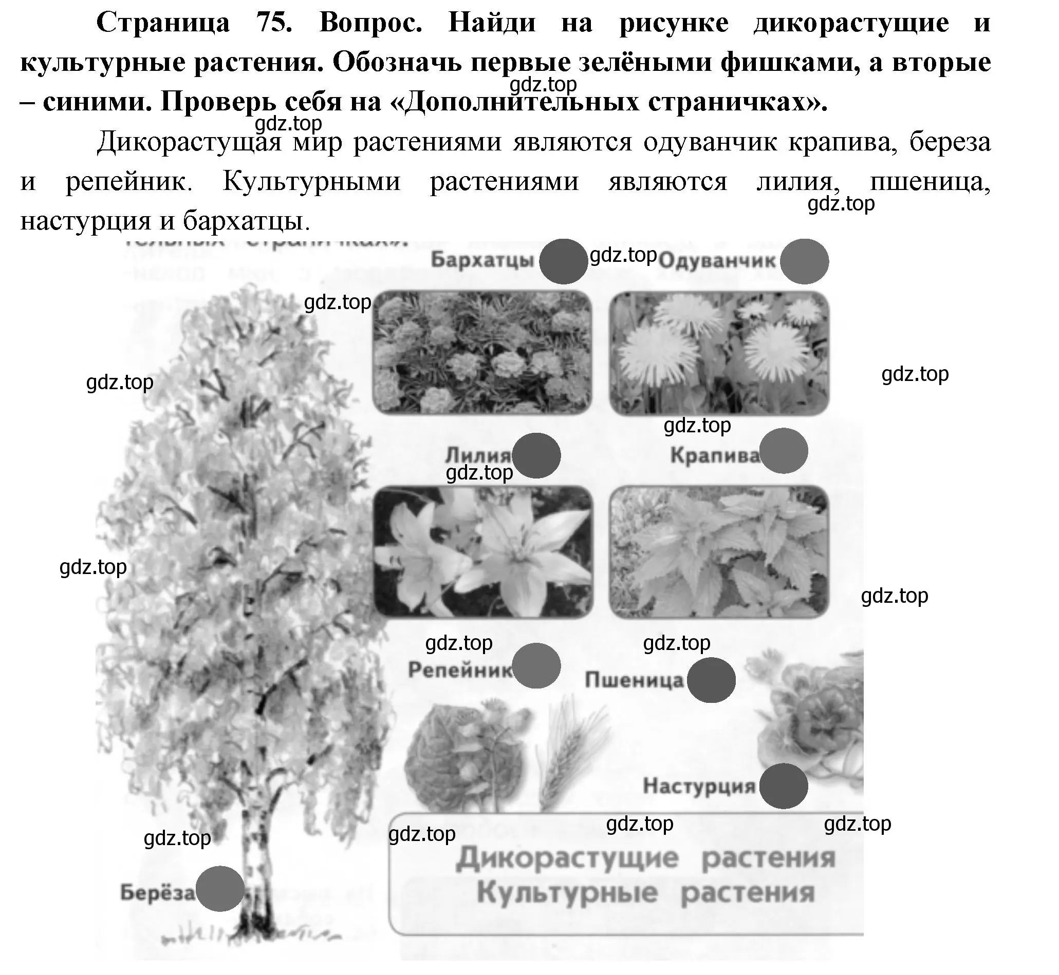 Решение Страница 75 гдз по окружающему миру 1 класс Плешаков, Новицкая, учебник 1 часть