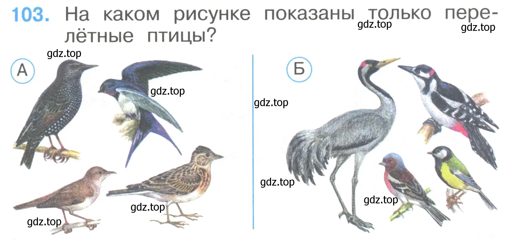 Перелетные птицы окружающий мир 1 класс рабочая. Перелетные птицы для дошкольников. Перелетные птицы картинки. Перелетные птицы 1 класс окружающий мир. Птица рисунок окружающий мир.