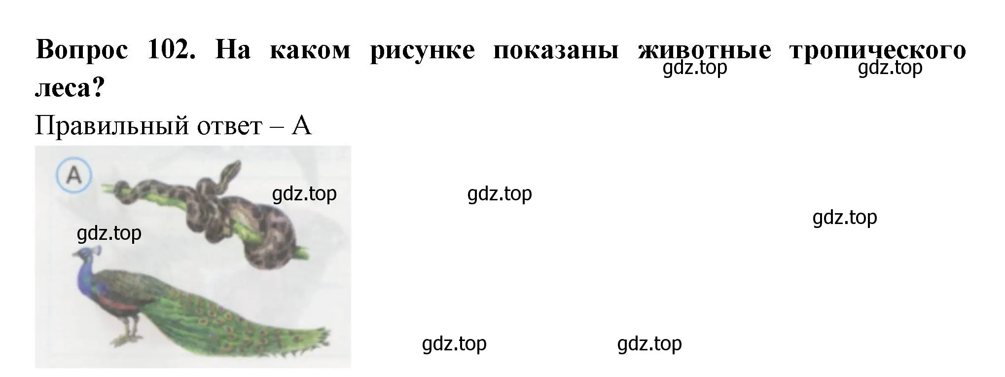 Решение номер 102 (страница 36) гдз по окружающему миру 1 класс Плешаков, Гара, тесты