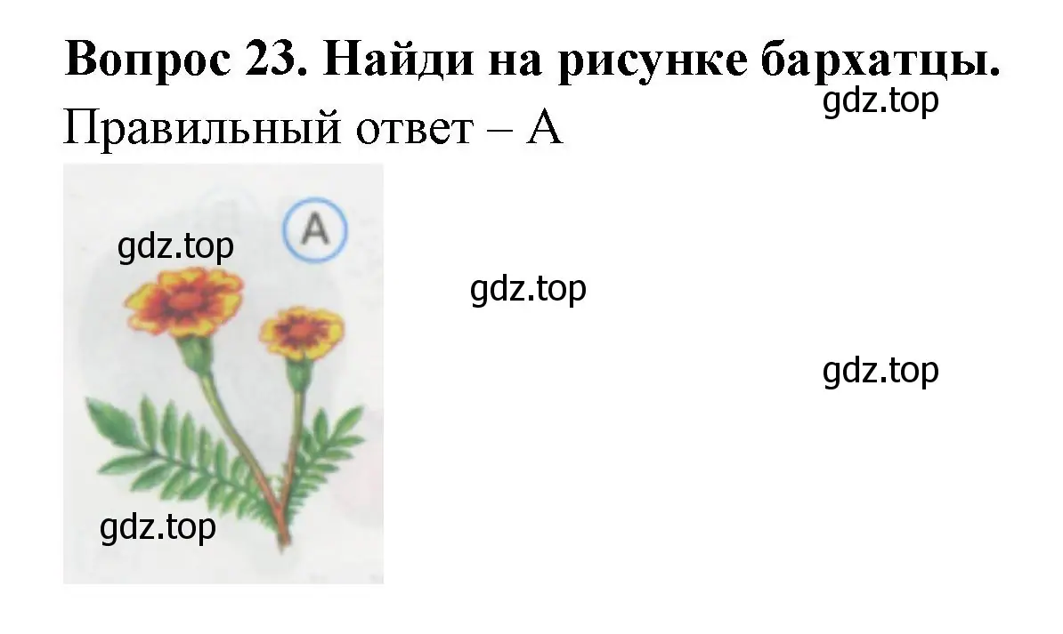 Решение номер 23 (страница 10) гдз по окружающему миру 1 класс Плешаков, Гара, тесты