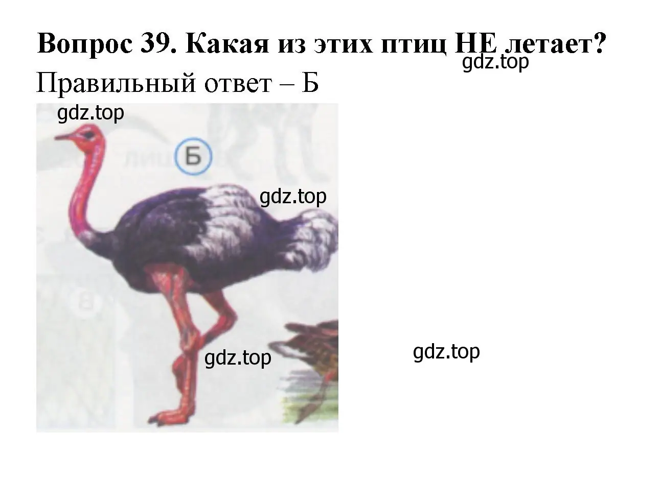 Решение номер 39 (страница 15) гдз по окружающему миру 1 класс Плешаков, Гара, тесты