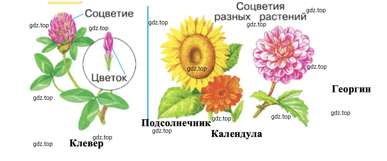 Узнайте по рисунку, у каких растений цветки собраны в соцветия. - окружающий мир 2 класс Плешаков