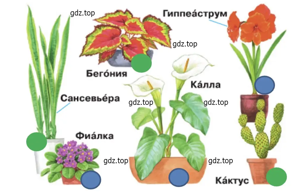 Какие из этих растений есть в вашей школе? - окружающий мир 2 класс Плешаков