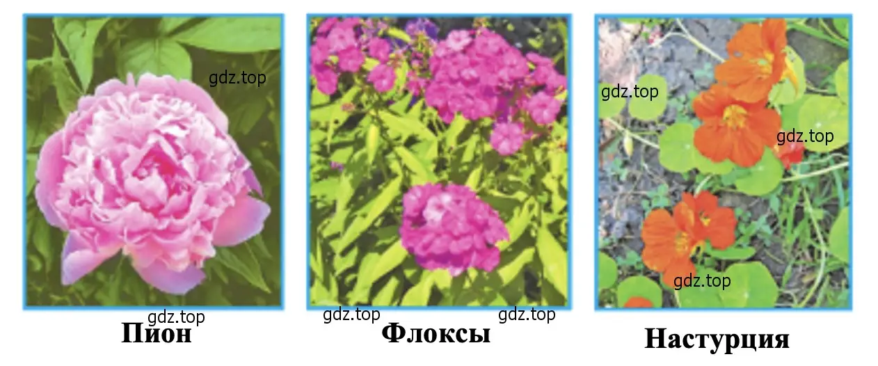 Знаете ли вы растения цветника, изображённые на этих фотографиях? - окружающий мир 2 класс Плешаков