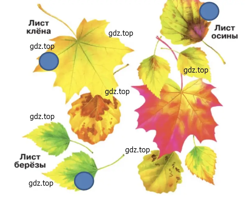 Какие из этих листьев вы нашли во время прогулки. - окружающий мир 2 класс Плешаков