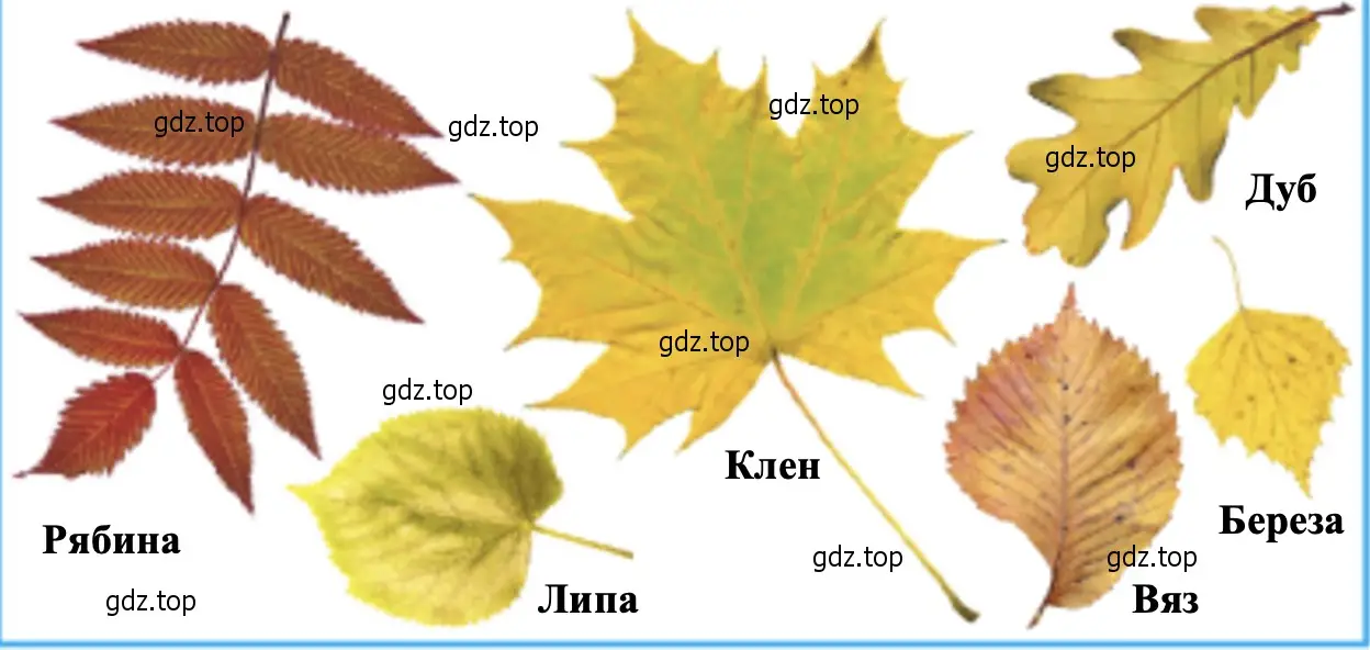 Листья каких деревьев изображены на фотографии? - окружающий мир 2 класс Плешаков