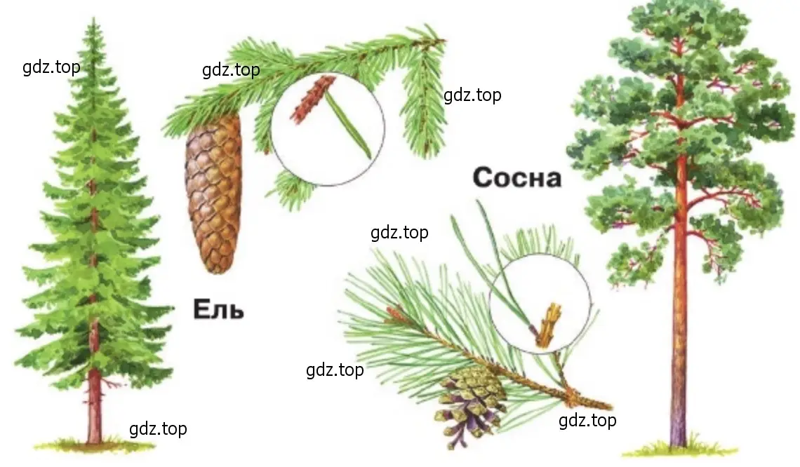 Сравните ель и сосну по общему виду, веточкам, хвоинкам, шишкам. - окружающий мир 2 класс Плешаков