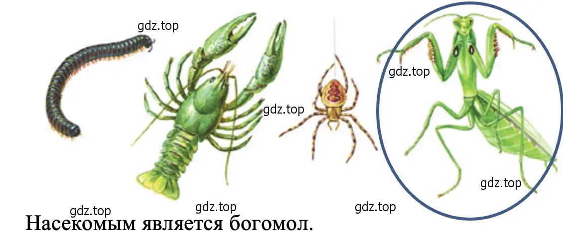 Подумайте, какое из этих животных — насекомое. - окружающий мир 2 класс Плешаков