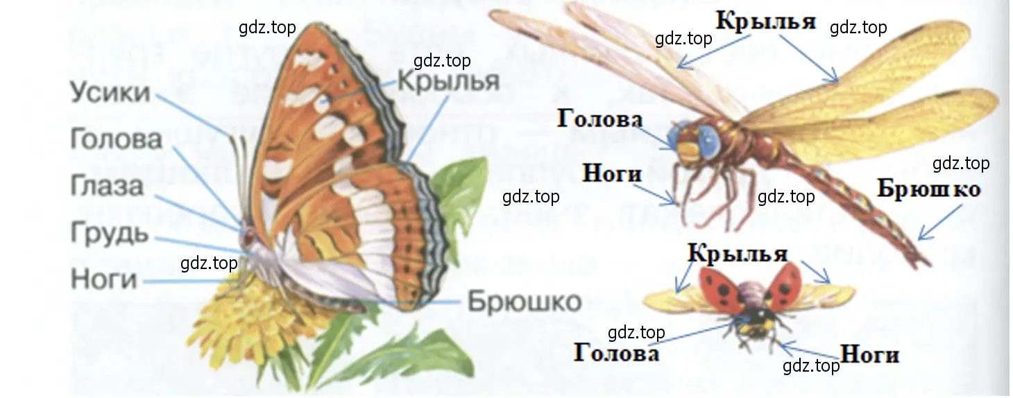 Изучите по рисунку строение тела бабочки. - окружающий мир 2 класс Плешаков