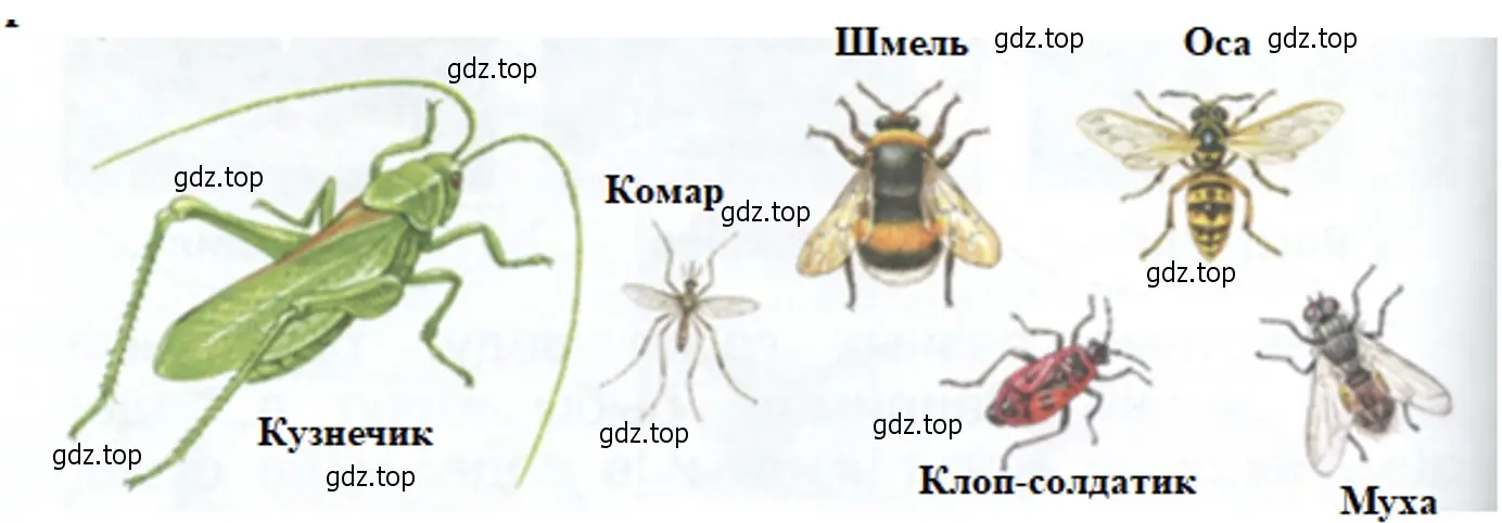 Назовите этих насекомых. - окружающий мир 2 класс Плешаков