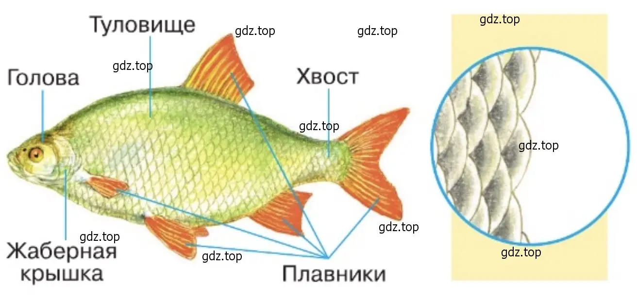 Из чего состоит рыба схема картинки для детей