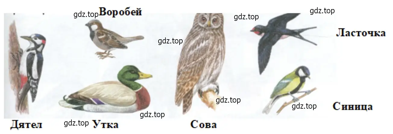 Назовите этих птиц. - окружающий мир 2 класс Плешаков